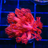 ORA Cherry Red Goniopora Coral