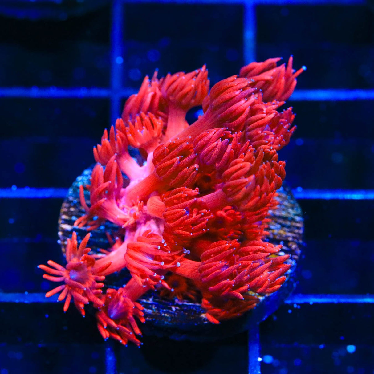 ORA Cherry Red Goniopora Coral