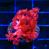 ORA Cherry Red Goniopora Coral