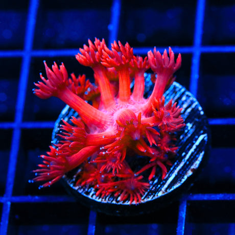 ORA Cherry Red Goniopora Coral