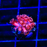 ORA Cherry Red Goniopora Coral