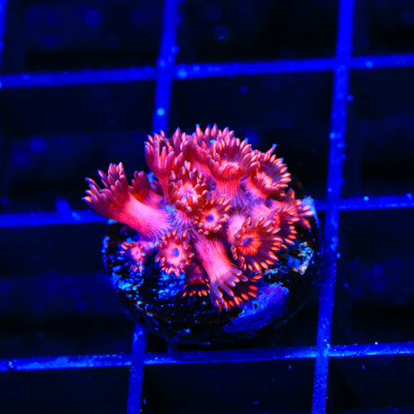ORA Cherry Red Goniopora Coral