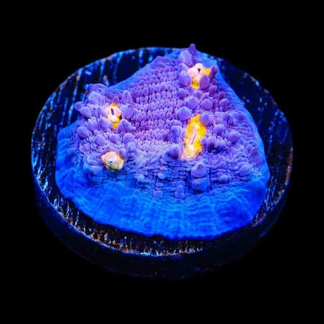 ORA Easter Egg Chalice Coral