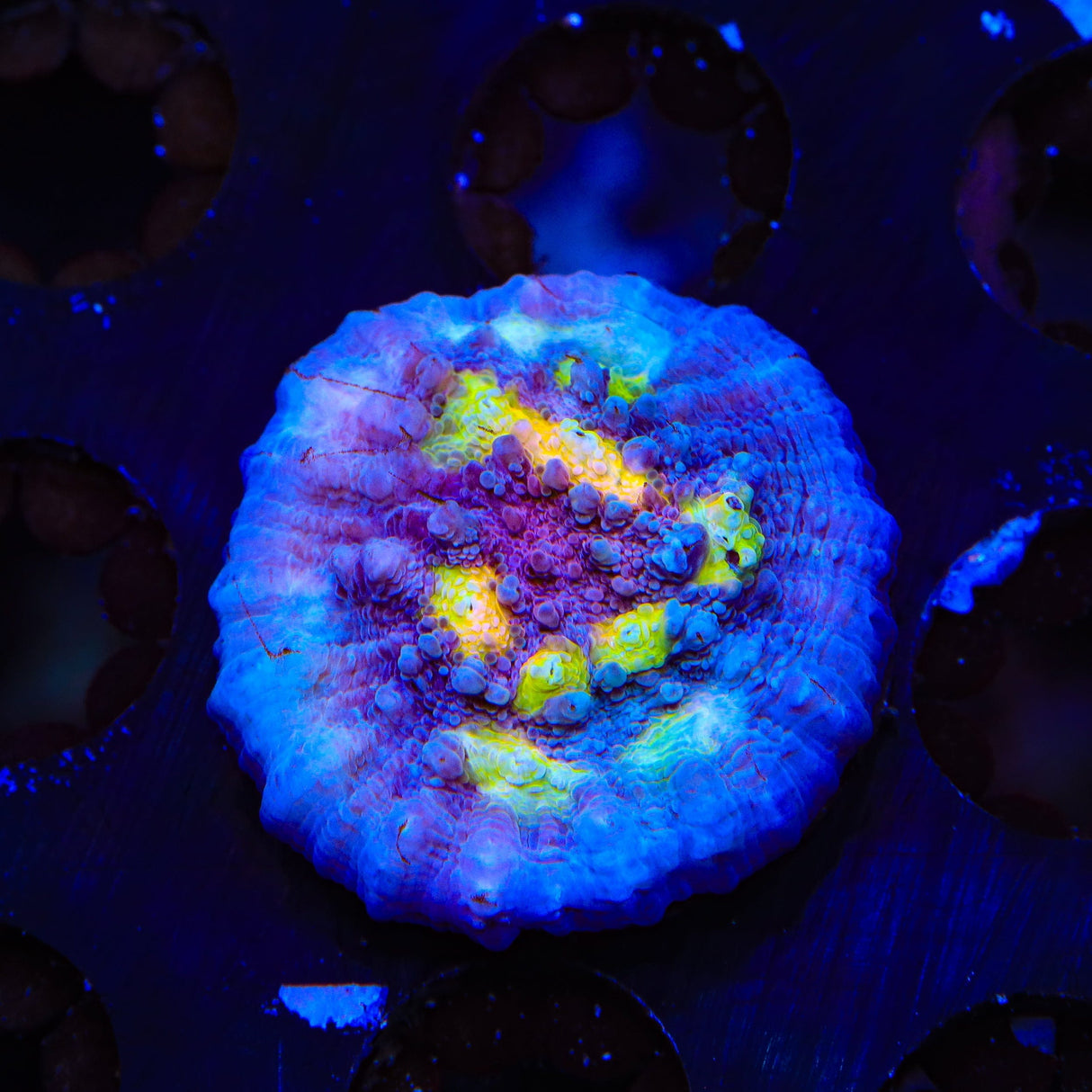 ORA Easter Egg Chalice Coral