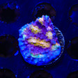 ORA Easter Egg Chalice Coral