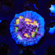 ORA Easter Egg Chalice Coral