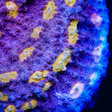 ORA Easter Egg Chalice Coral