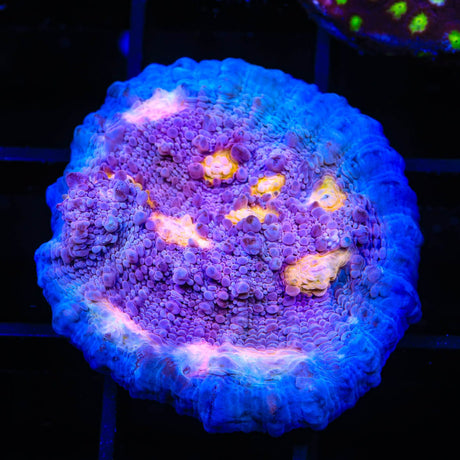 ORA Easter Egg Chalice Coral