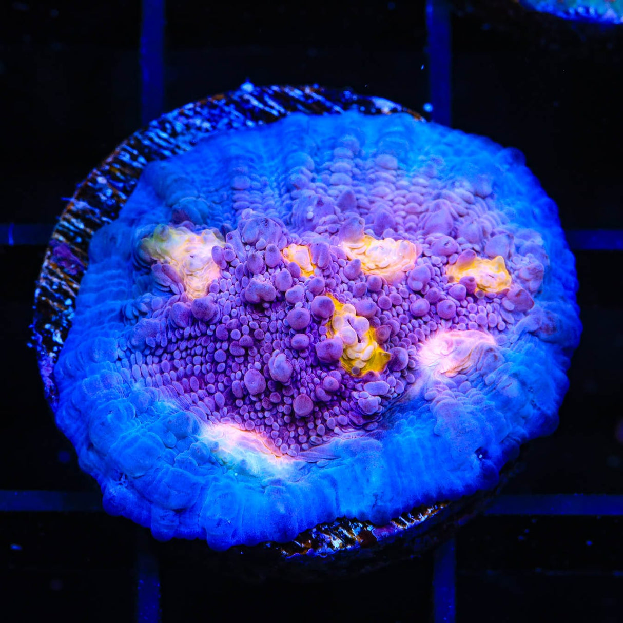 ORA Easter Egg Chalice Coral