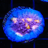 ORA Easter Egg Chalice Coral