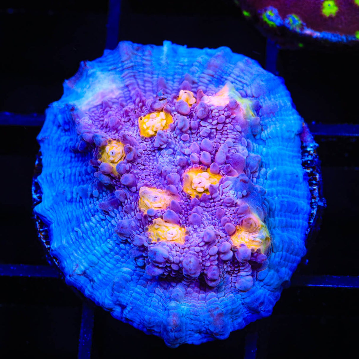 ORA Easter Egg Chalice Coral