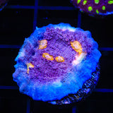 ORA Easter Egg Chalice Coral