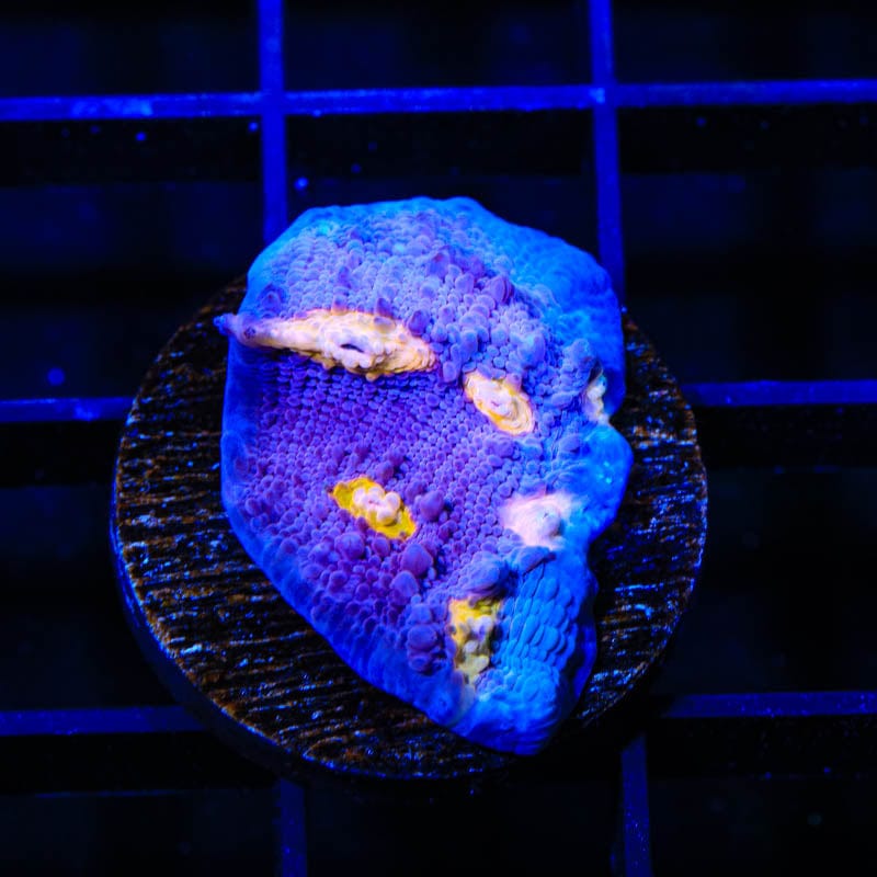 ORA Easter Egg Chalice Coral