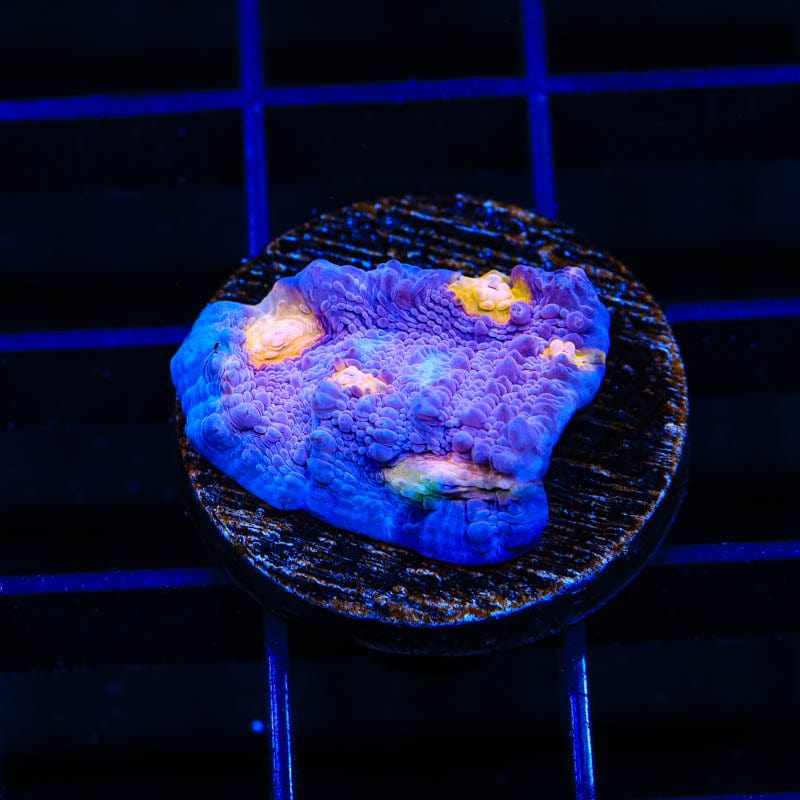 ORA Easter Egg Chalice Coral
