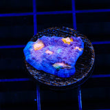 ORA Easter Egg Chalice Coral