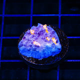 ORA Easter Egg Chalice Coral