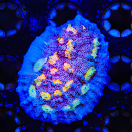 ORA Easter Egg Chalice Coral