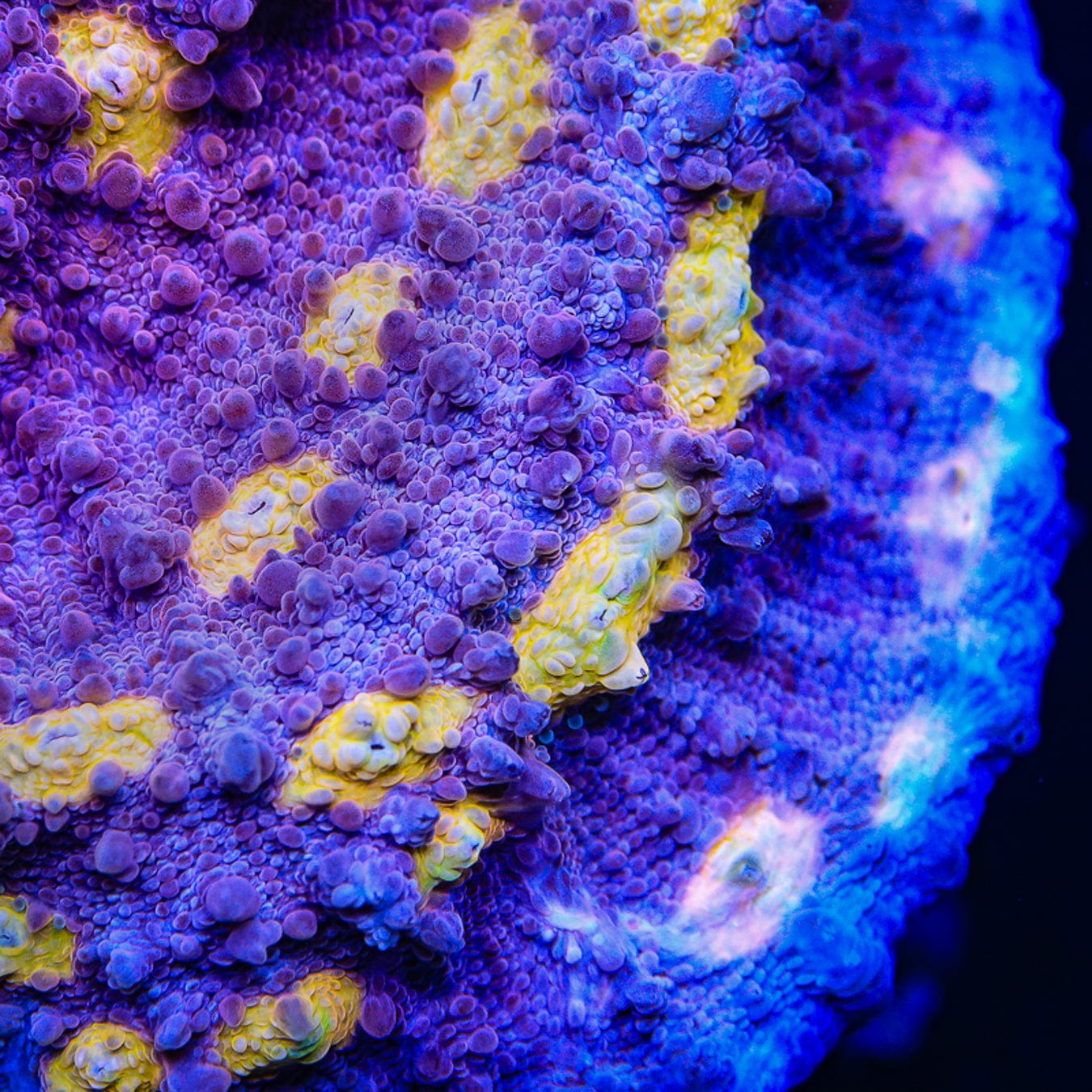 ORA Easter Egg Chalice Coral – Top Shelf Aquatics