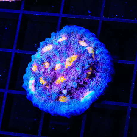 ORA Easter Egg Chalice XL Frag Coral