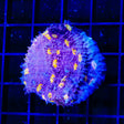 ORA Easter Egg Chalice XL Frag Coral