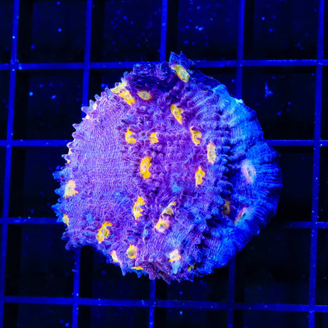 ORA Easter Egg Chalice XL Frag Coral