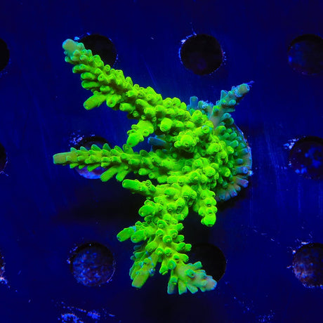 ORA Frogskin Acropora Colony Coral