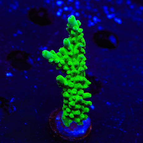 ORA Frogskin Acropora Coral