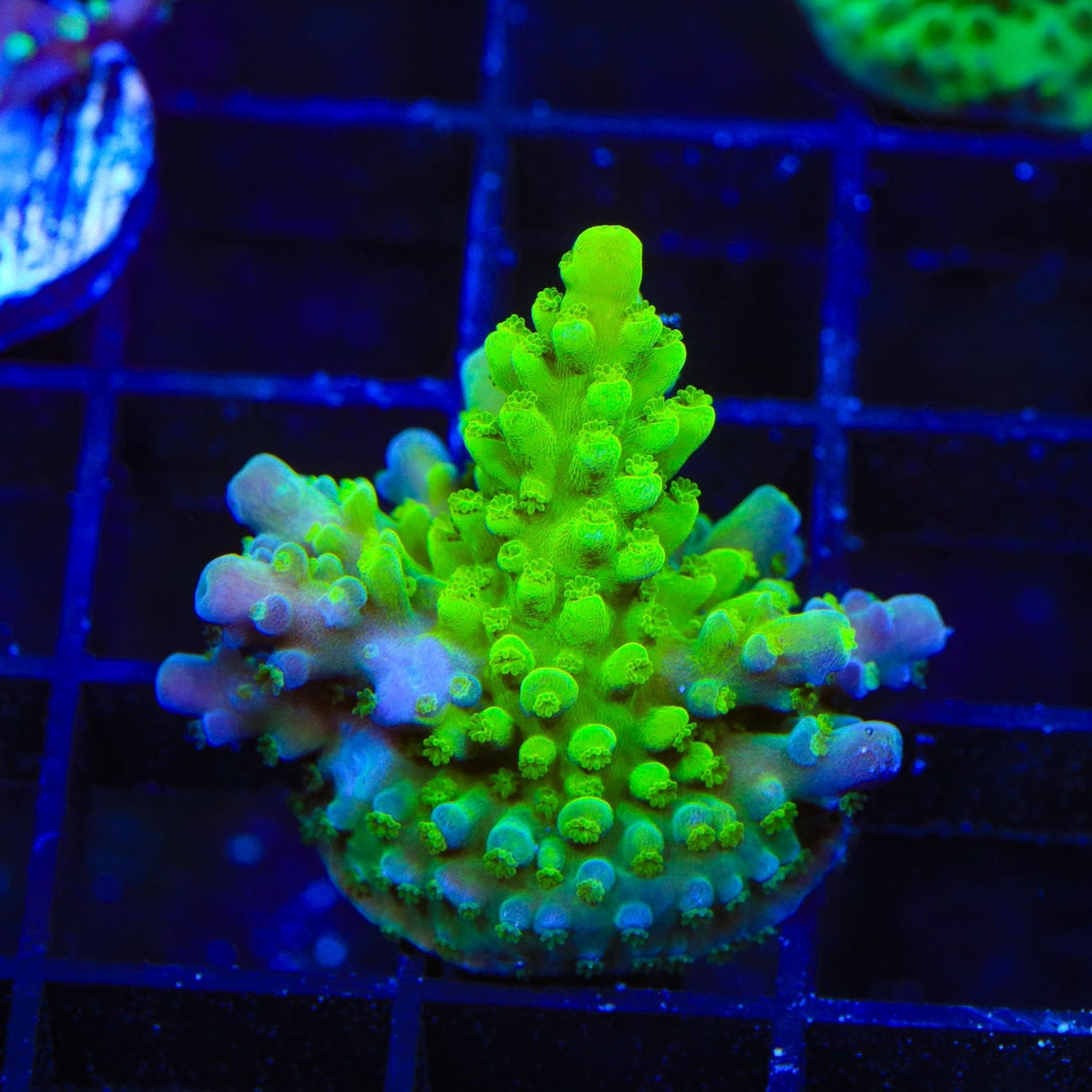 ORA Frogskin Acropora Coral