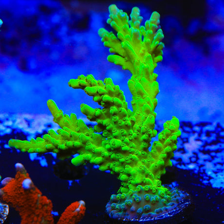 ORA Frogskin Acropora Coral