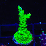ORA Frogskin Acropora Coral