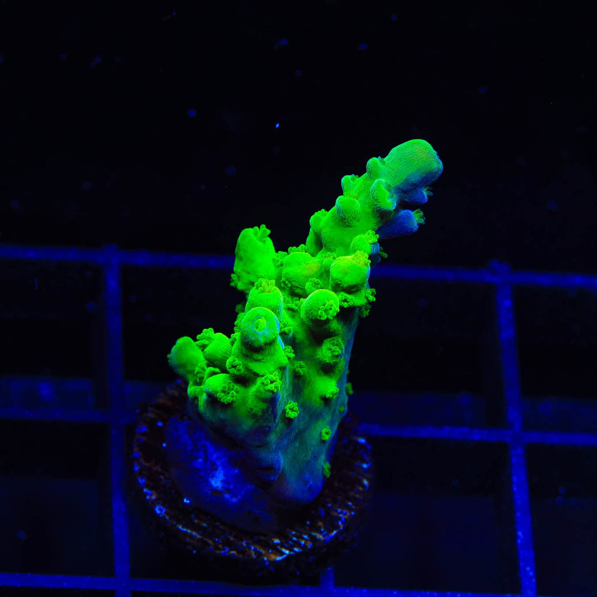 ORA Frogskin Acropora Coral