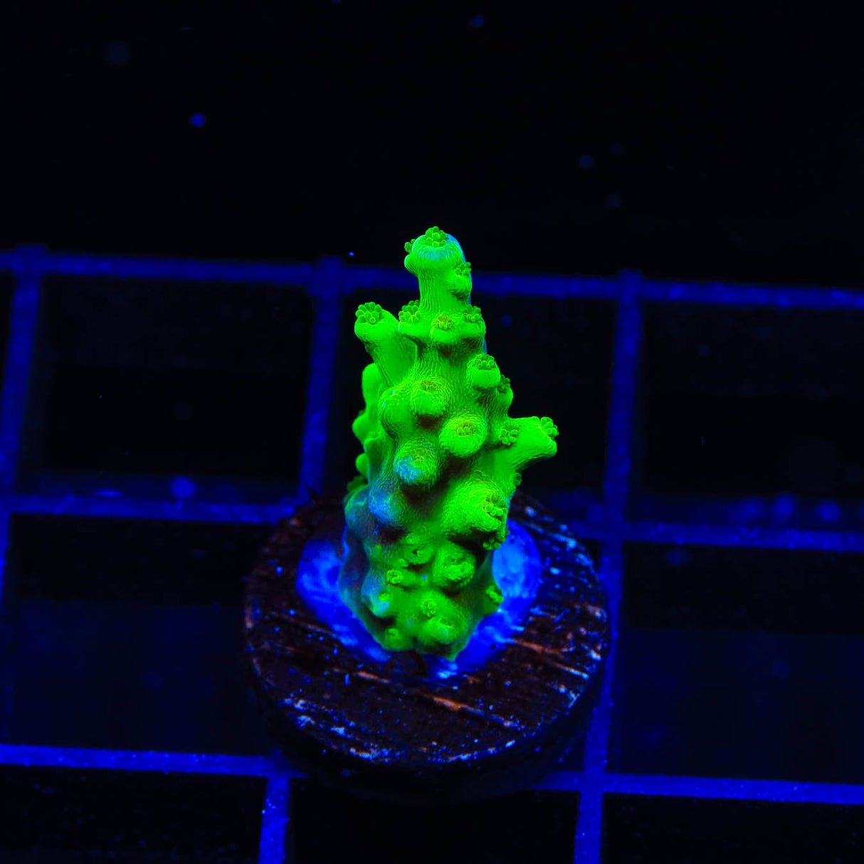 ORA Frogskin Acropora Coral