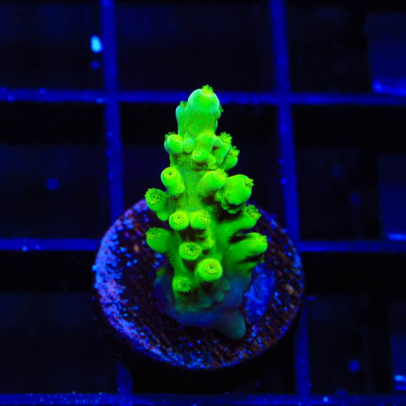 ORA Frogskin Acropora Coral