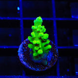 ORA Frogskin Acropora Coral