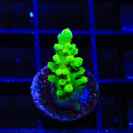 ORA Frogskin Acropora Coral