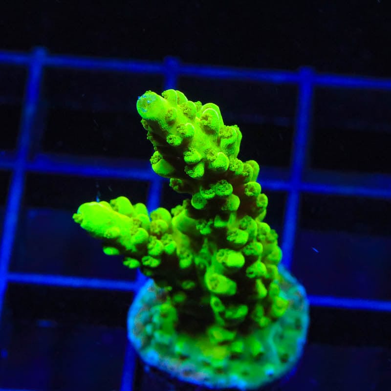 ORA Frogskin Acropora Coral