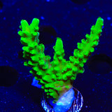 ORA Frogskin Acropora Coral