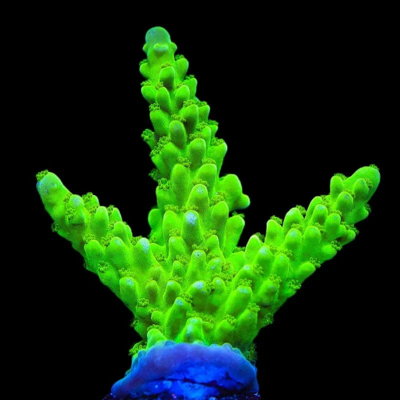 ORA Frogskin Tort Acropora Coral