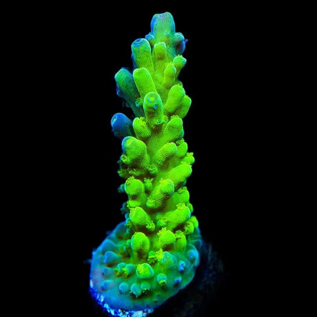 ORA Frogskin Tort Acropora Coral