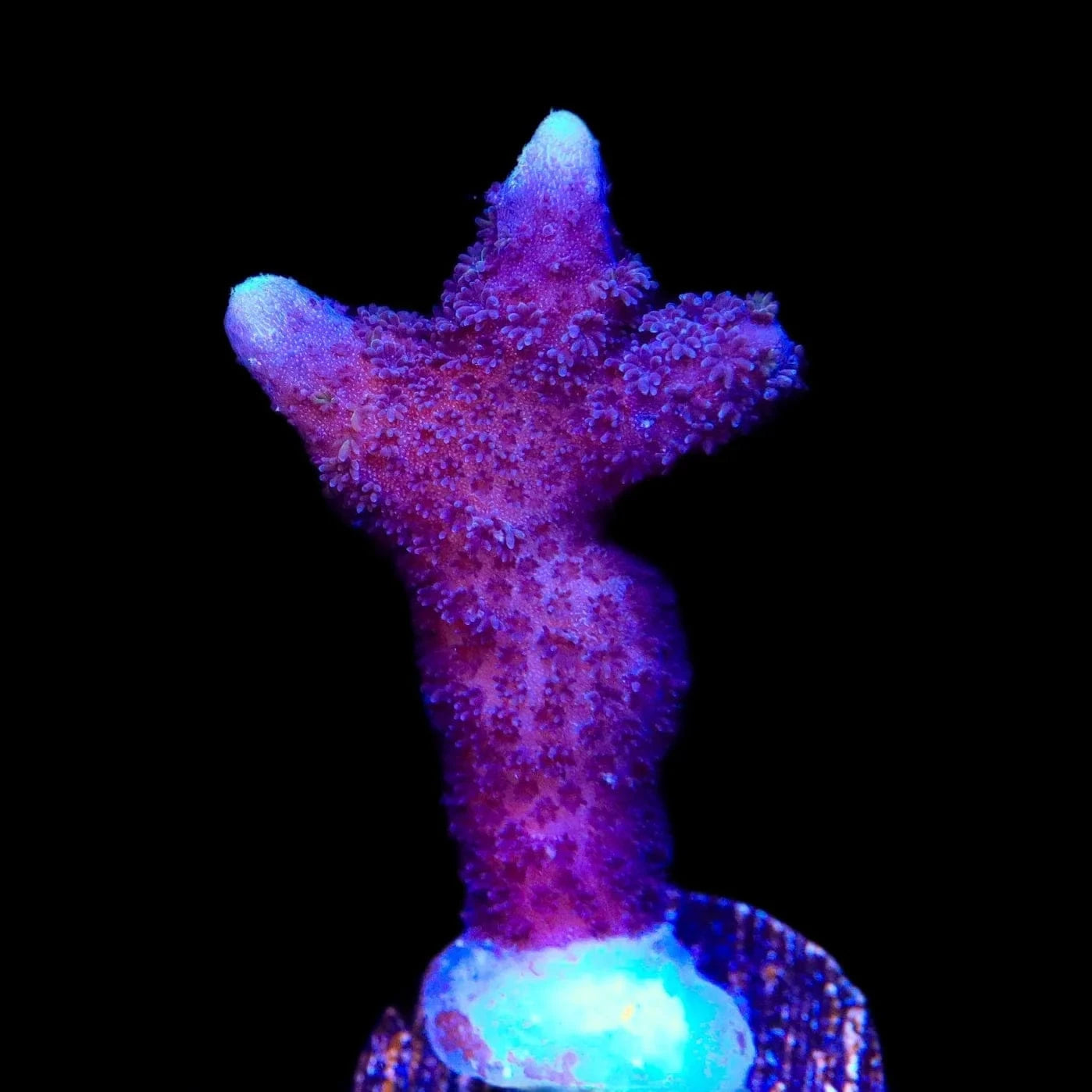 ORA German Blue Digitata Montipora Coral – Top Shelf Aquatics