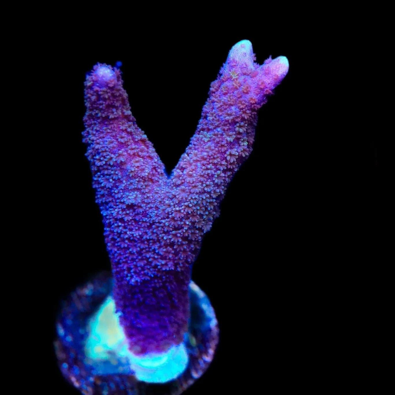 ORA German Blue Digitata Montipora Coral – Top Shelf Aquatics