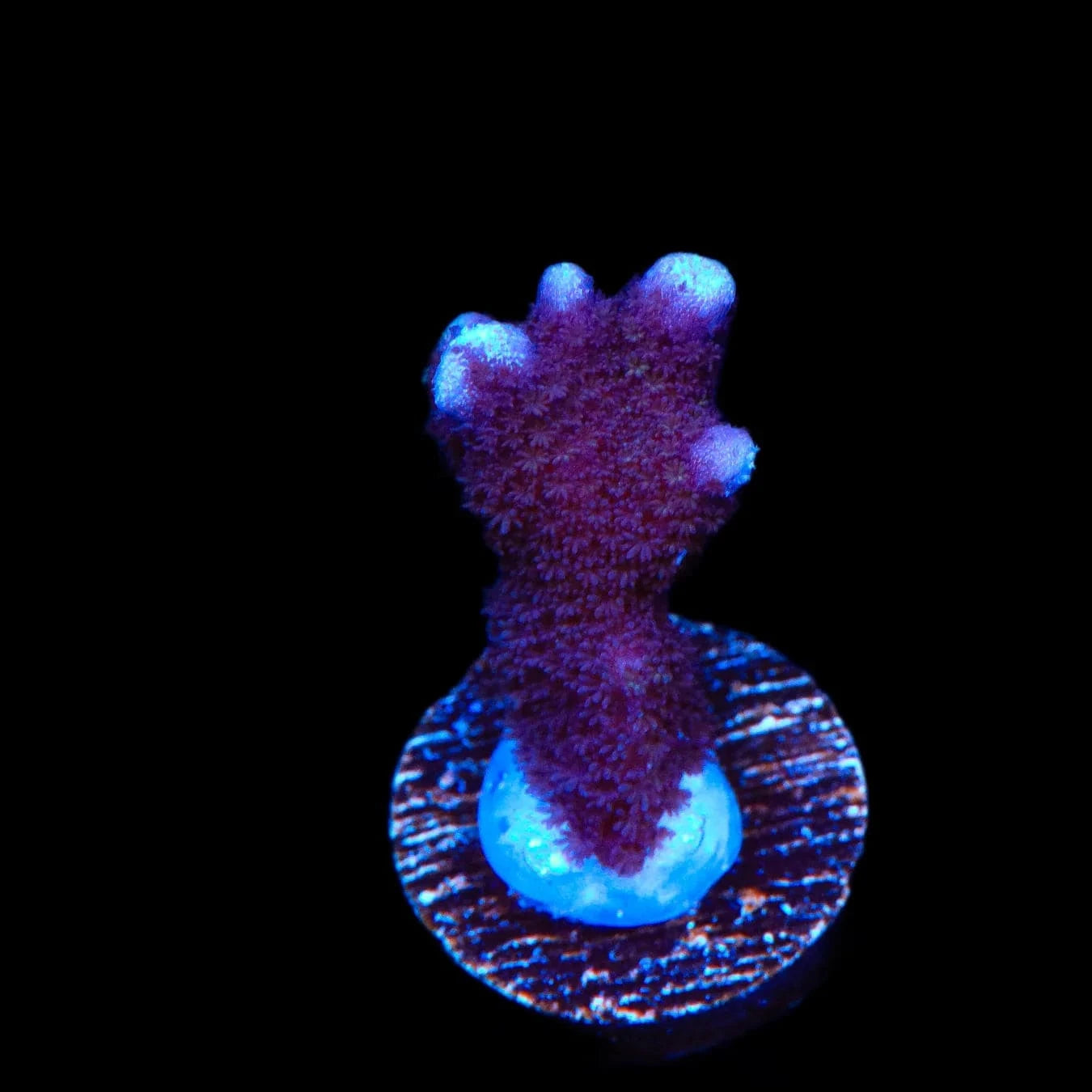 ORA German Blue Digitata Montipora Coral