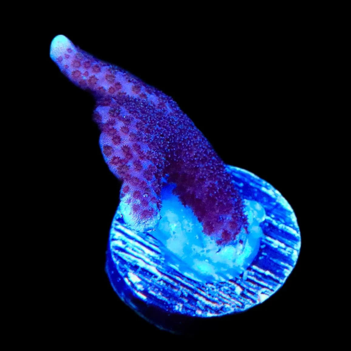 ORA German Blue Digitata Montipora Coral