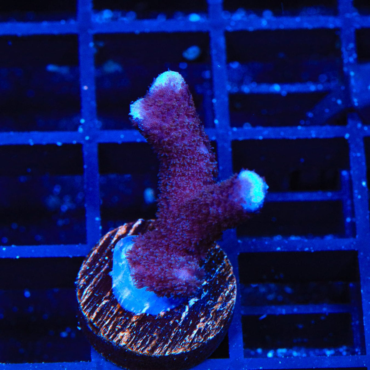 ORA German Blue Digitata Montipora Coral
