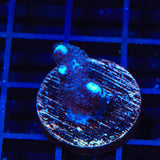 ORA German Blue Digitata Montipora Coral