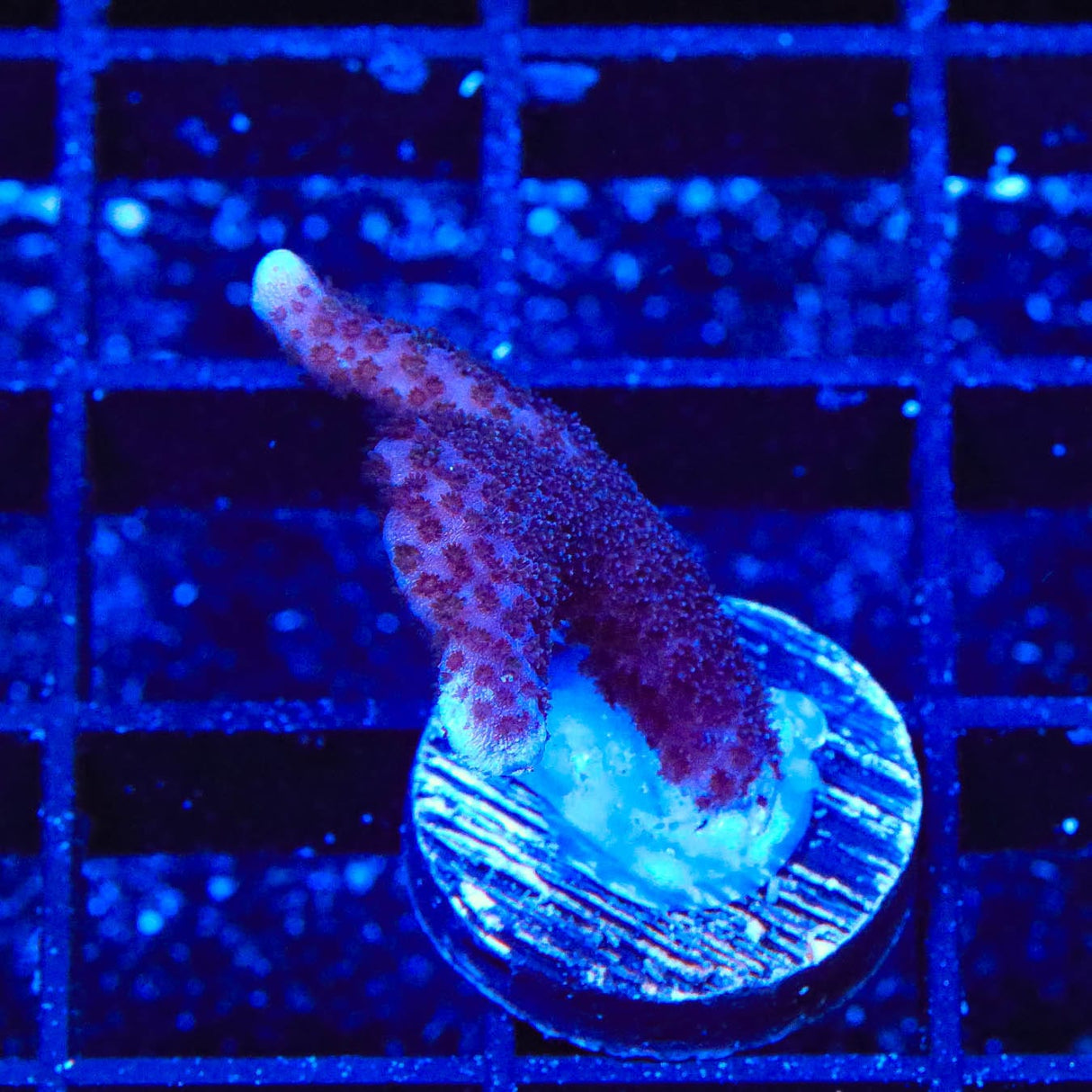 ORA German Blue Digitata Montipora Coral