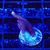 ORA German Blue Digitata Montipora Coral
