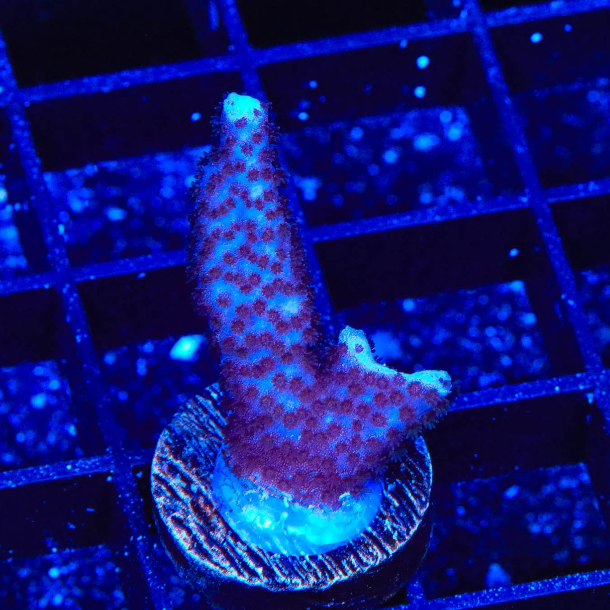 ORA German Blue Digitata Montipora Coral