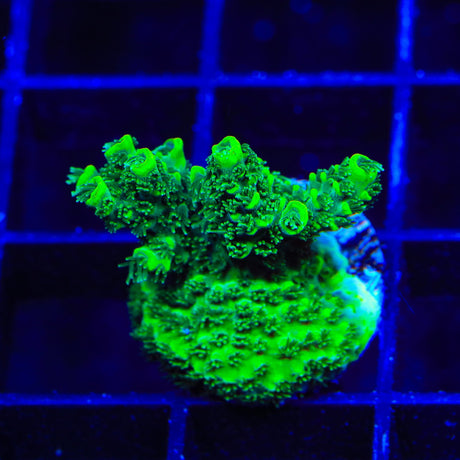 ORA Green Planet Acropora Coral