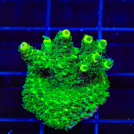ORA Green Planet Acropora Coral